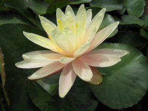 Water Lily - Nymphaea 'Barbara Dobbins'
