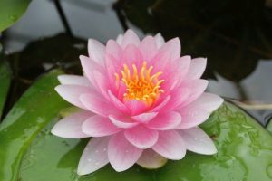 Water Lily - Nymphaea 'Darwin (Hollandia)'
