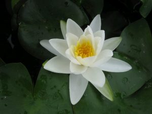 Water Lily - Nymphae 'Gladstonia'