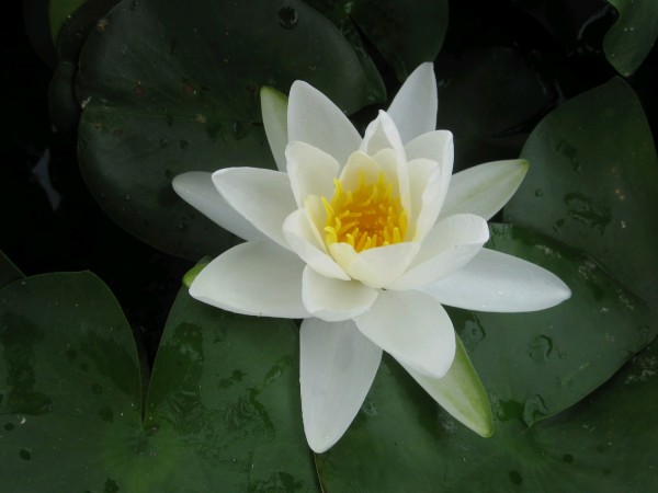 Water Lily - Nymphae 'Gladstonia'
