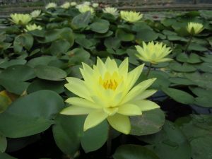 Water Lily - Nymphaea 'Joey Tomocik'