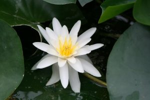 Water Lily - Nymphae 'Marliacea Albida'