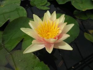 Water Lily - Nymphaea 'Paul Hariot'