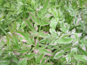 Oenanthe javanica 'Flamingo'