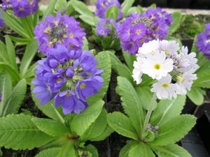 Moist ground - Primula denticulata