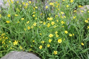 Marginal - Ranunculus flammula