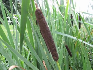 Marginal -Typha latifolia