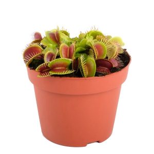 Carnivorous - Dionaea muscipula