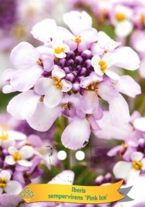 Iberis sempervirens 'Pink Ice'