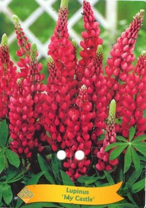 Lupinus 'My Castle'