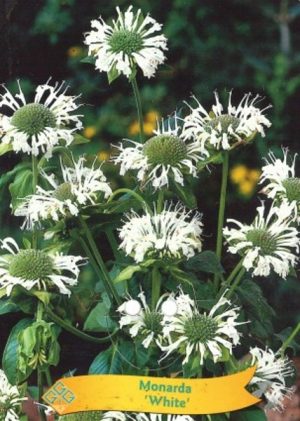 Monarda 'White'