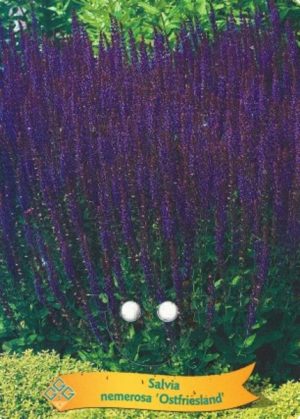 Salvia nemorosa 'Ostfriesland'