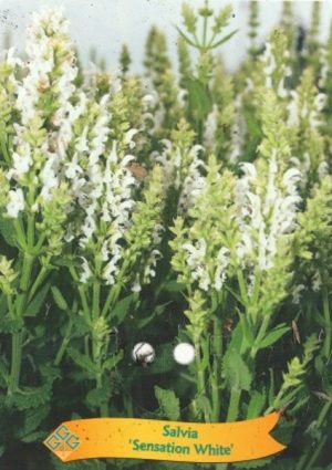 Salvia 'Sensation White'