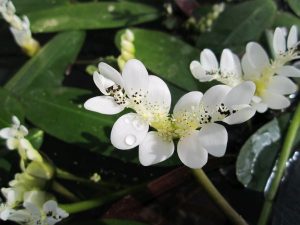 Deep water aquatic - Aponogeton distachyos