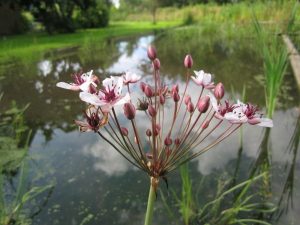 Marginal - Butomus umbellatus