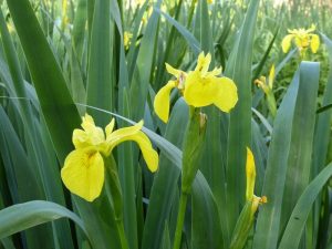 Marginal - Iris pseudacorus