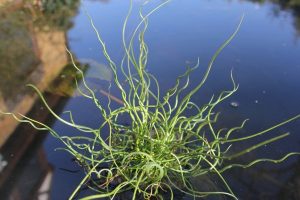Juncus effusus spiralis