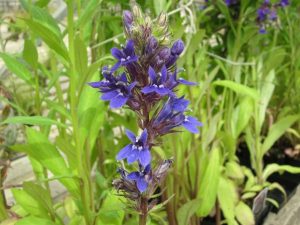 Damp Ground - Lobelia x speciosa vedrariensis