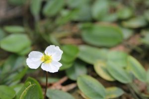 Marginal - Luronium natans