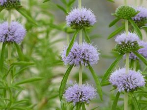 Marginal - Mentha cervina
