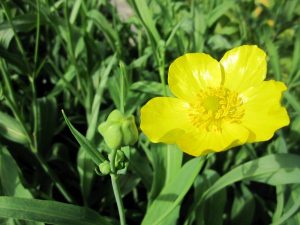 Marginal - Ranunculus lingua 'Grandiflorus'