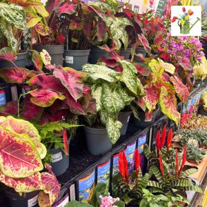 Houseplants