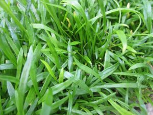 Oxygenator - Lilaeopsis brasiliensis