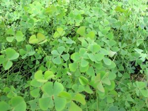 Oxygenator - Marsilea quadrifolia