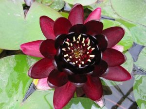 Aq Water Lily -Black Princess-3L
