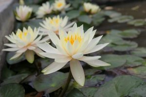 Water Lily - Nymphaea 'Inner Light'