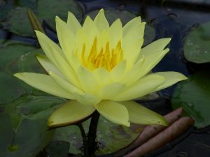 Water Lily - Nymphaea 'Lemon Mist'