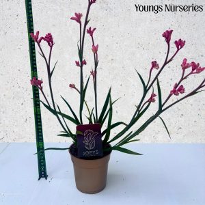 Anigozanthos 'Beauty®'