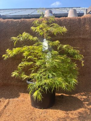 Acer palmatum Dissectum'