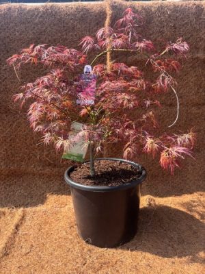 Acer palmatum 'Ornatum'