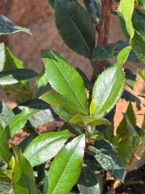 Arbutus unedo