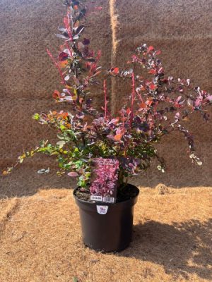 Berberis thunbergii 'Harlequin'