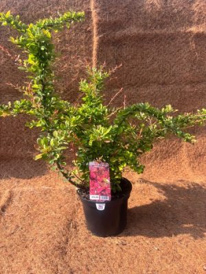 Berberis thunbergii Starburst