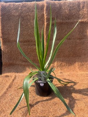 Beschorneria yucciodes 3l/Jas