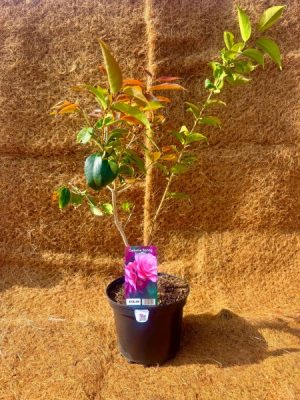 Camellia Spring Festival