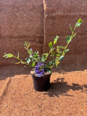 Ceanothus arboreus Trewithen Blue