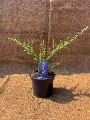 Ceanothus Blue Jeans