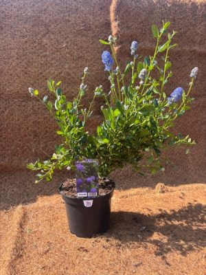 Ceanothus Skylark