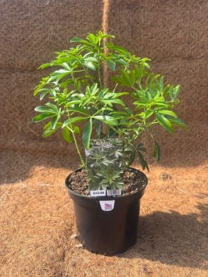 Choisya × dewitteana 'Greenfingers'