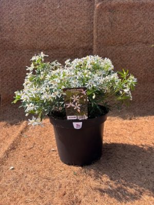 Choisya 'White Dazzler'