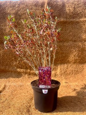 Coprosma Pacific Dawn 3L Jas