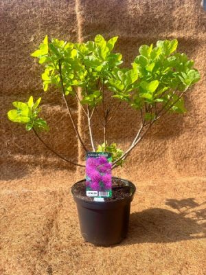 Cotinus coggygria Smokey Joe