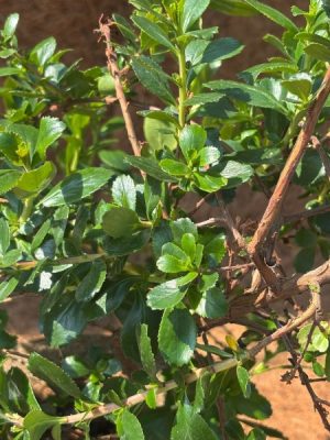 Escallonia 'Donard Radience'