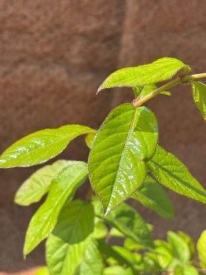 Lonicera fragrantissima
