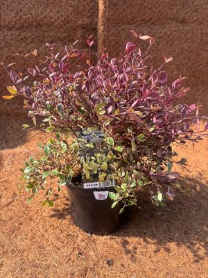 Lophomyrtus ralphii 'Golden Dragon'
