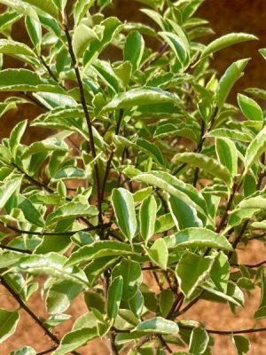 Pittosporum tenuifolium Silver Queen